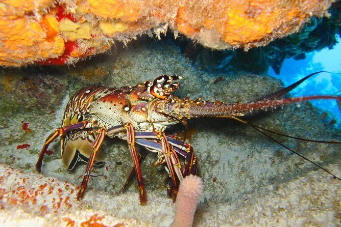 PADI Scuba Dive Course in Costa Adeje - Final Thoughts