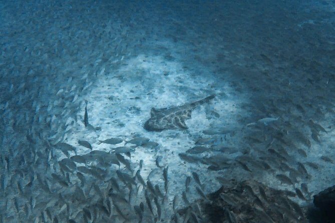 PADI Scuba Diver Course in Puerto de Mogan - Frequently Asked Questions