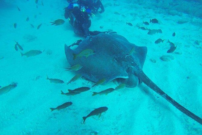 PADI Scuba Diving Courses in Tenerife: All Specialities Until Divemaster - The Heart of Tenerife’s Scuba Experience