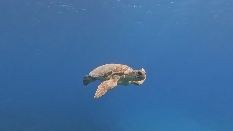 PADI Scuba Diving Program for Beginners in Peloponesse - Who Will Love This Tour?