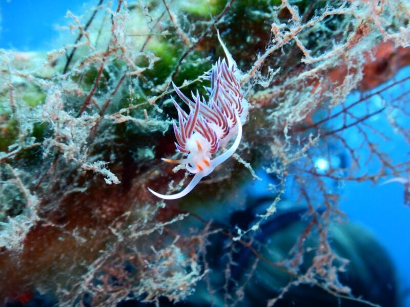 PADI Scuba Diving Program for Beginners in Peloponesse - FAQ
