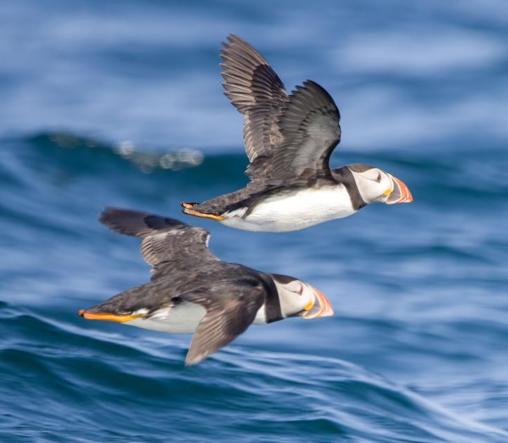 Padstow: Guided RIB Sealife Safari - Starting Point and Logistics