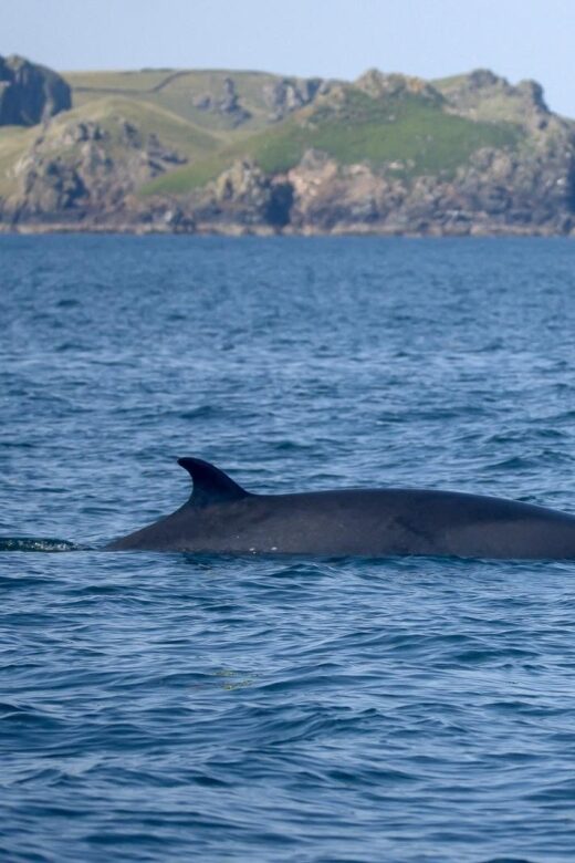 Padstow: Guided RIB Sealife Safari - The Actual Ride and Wildlife Viewing