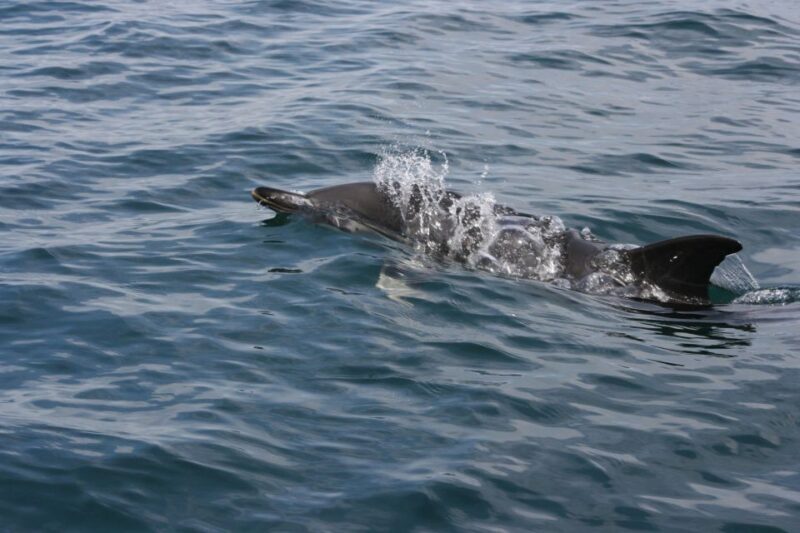 Padstow: Guided RIB Sealife Safari - FAQ