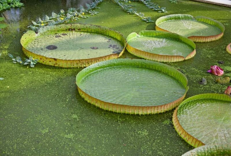 Padua Botanical Garden: Sacred Architecture and Plant Intelligence - A detailed look at the experience