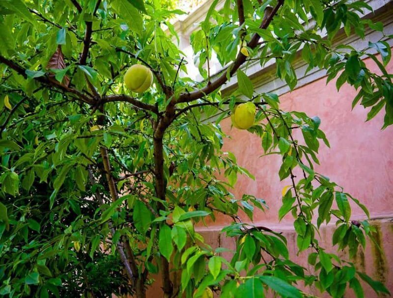 Padua Botanical Garden: Sacred Architecture and Plant Intelligence - FAQs