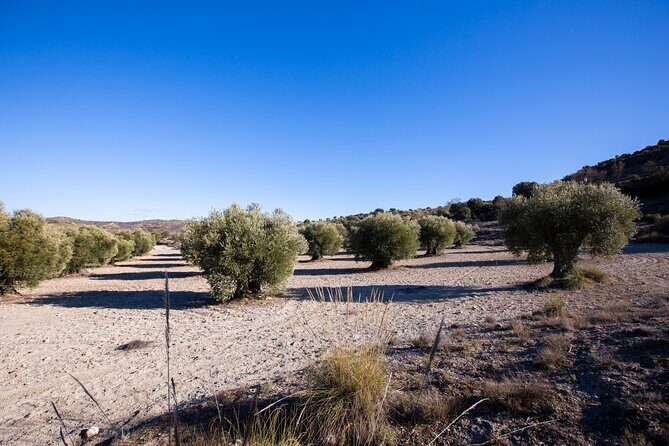 Paella, Olive Oil, Wine & Relax in Rural Estate outside Madrid - FAQ