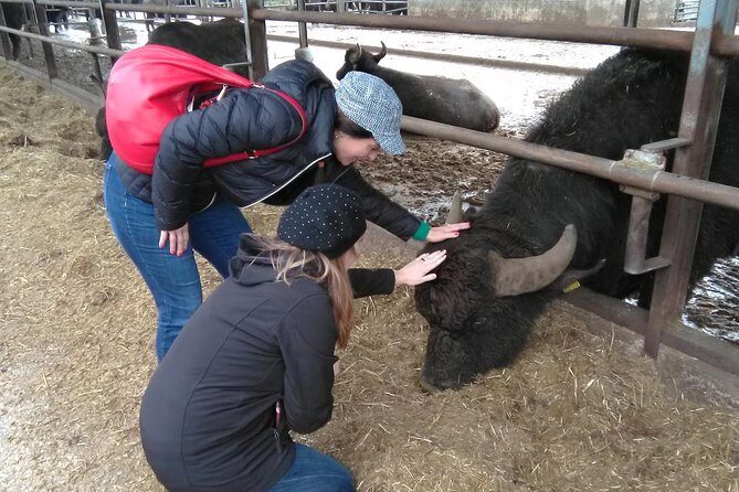 Paestum Traditions, Buffaloes, Ceramics, Temples - Exploring the Tour in Detail: A Deep Dive