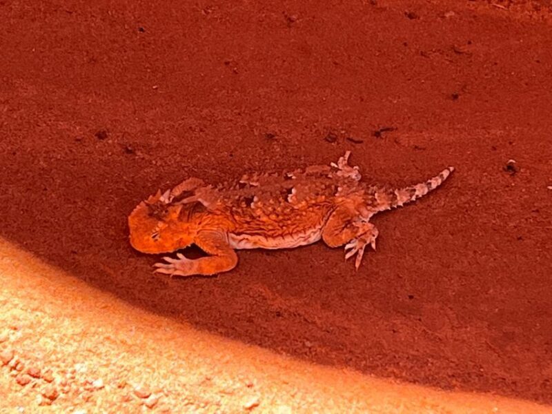 Page: Traditional Navajo Hogan Stay & Antelope Canyon Tour - What’s Included and What to Bring