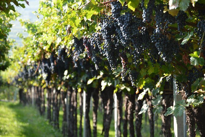 Pagus Wine Tours® - Two Amarone wineries - Half day wine tour - In-Depth Look at the Experience