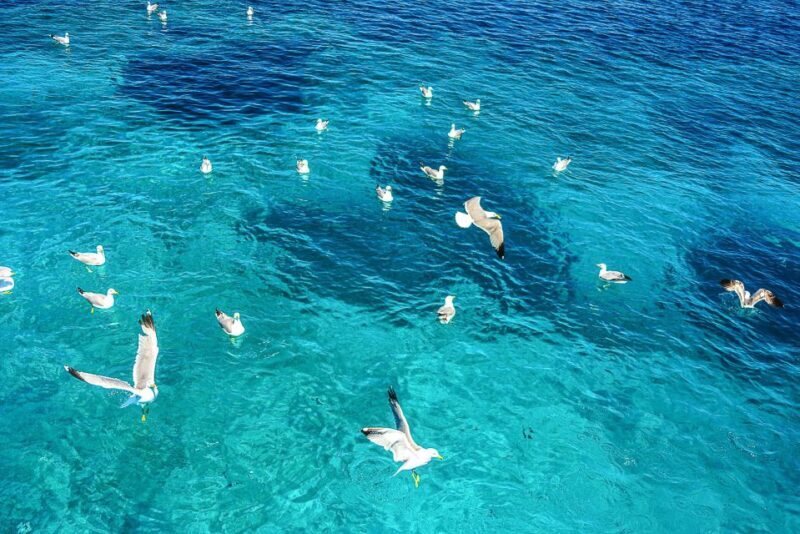 Palau: La Maddalena Archipelago and Caprera Island Boat Tour - An In-Depth Look at the La Maddalena Archipelago & Caprera Boat Tour