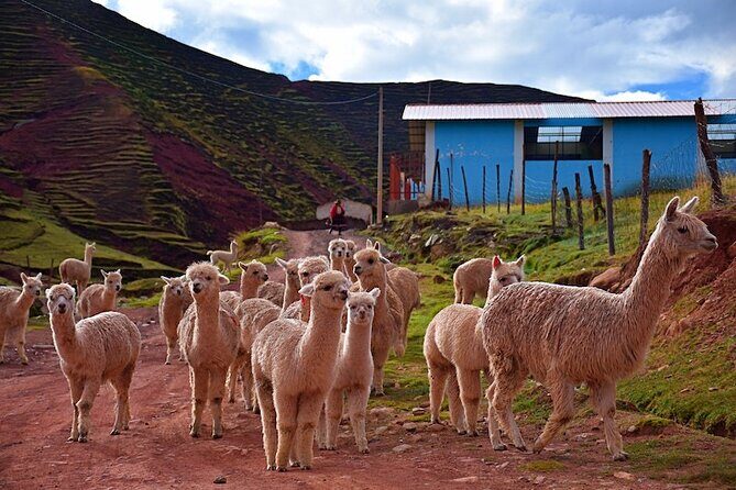 Palccoyo Rainbow Mountain from Cusco with transfers and lunch - An Authentic Alternative: The Palccoyo Rainbow Mountain Tour from Cusco