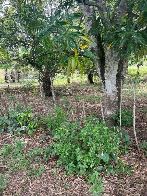 Palenque: Eco-Tour on Horseback with Lunch - Authenticity and Value