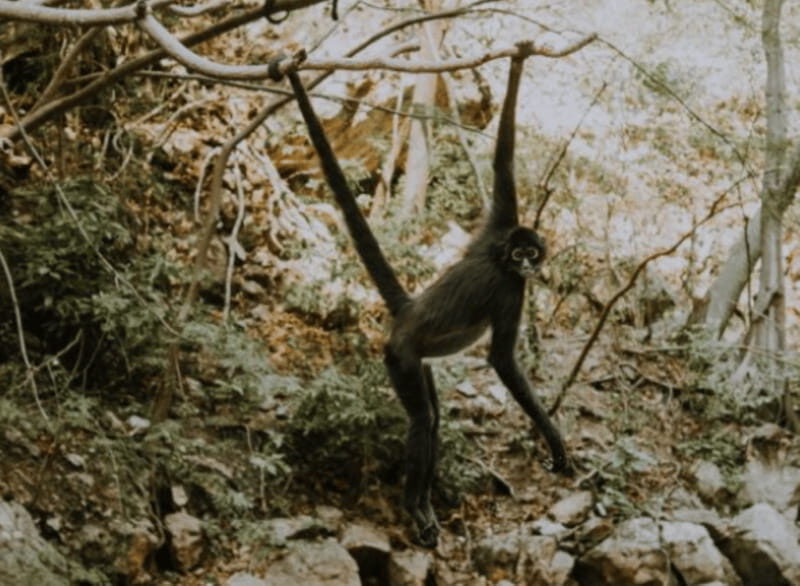 Palenque: Lacandona Jungle Path - Ecotourism Adventure - Exploring the Jungle and Ancient Ruins