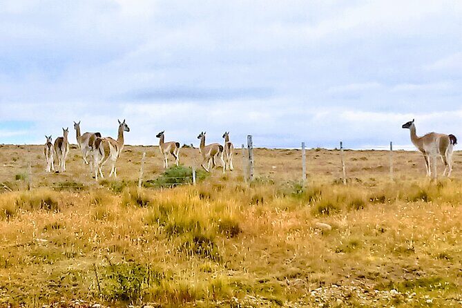 Pali Aike Full-Day Adventure from Punta Arenas - Key Points