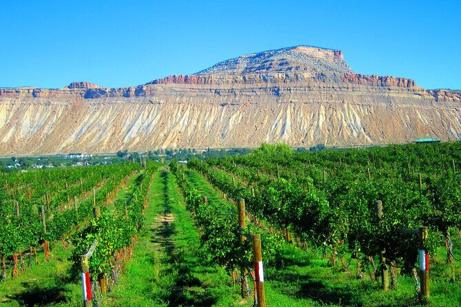 Palisade Wine Tour Luxury Wine Tasting Experience - FAQs About the Palisade Wine Tour