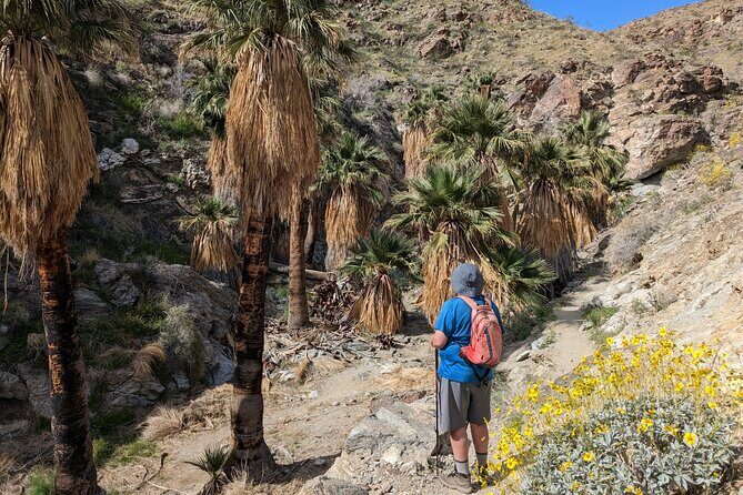 Palm Springs Hike to an Oasis and Amazing Desert Views - Key Points