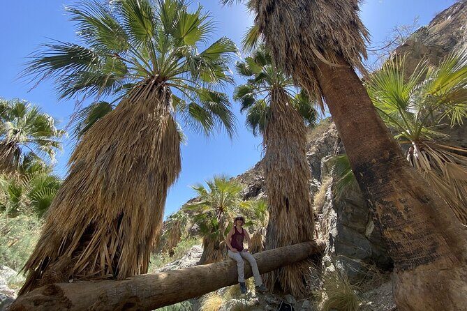 Palm Springs Hike to an Oasis and Amazing Desert Views - Who Should Book This Tour?