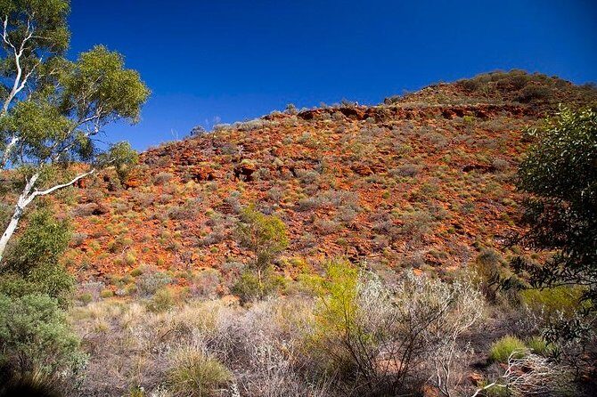 Palm Valley 4WD Tour from Alice Springs - A Deep Dive into the Palm Valley 4WD Experience