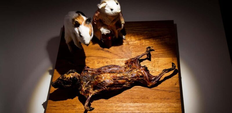 Palma de Mallorca: Disgusting Food Museum Entry Ticket - FAQ