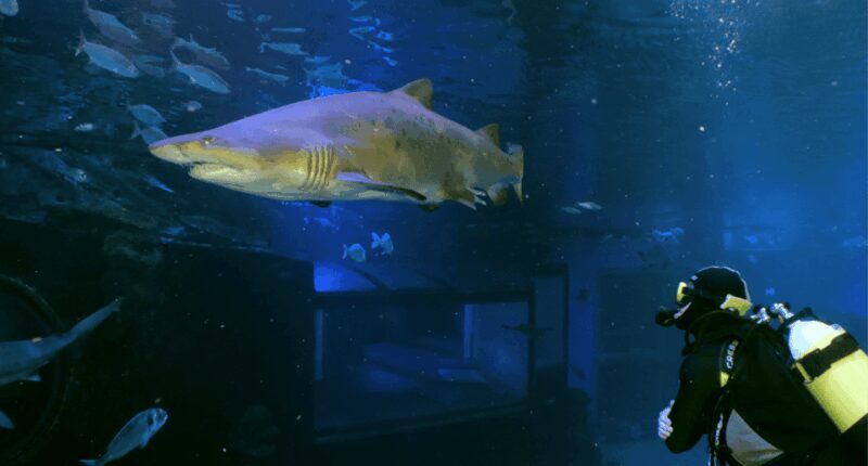 Palma de Mallorca: Shark Dive at Palma Aquarium - A Closer Look at the Palma Aquarium Shark Dive