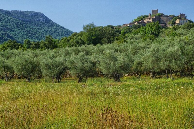 Palma de Mallorca: Son Juliana Wine Experience and Tasting - Palma de Mallorca: Son Juliana Wine Experience and Tasting