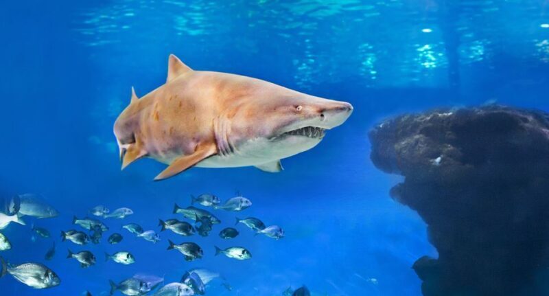 Palma: Palma Aquarium Ticket with Transfer Service - What travelers say
