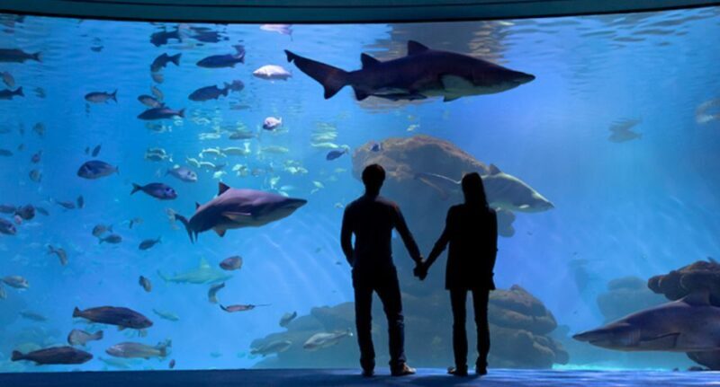 Palma: Palma Aquarium Ticket with Transfer Service - Who should consider this tour?