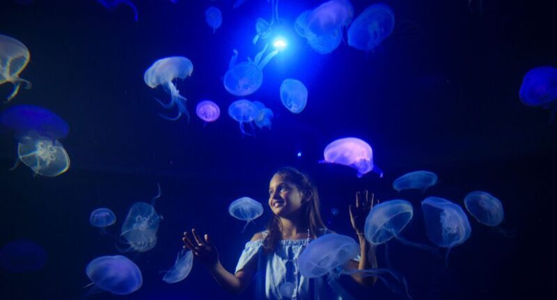 Palma: Palma Aquarium Ticket with Transfer Service - FAQ