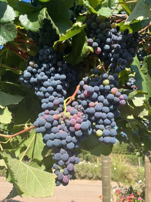 Palmilla: Picnics Tour - In-Depth Review of the Palmilla: Picnics Tour