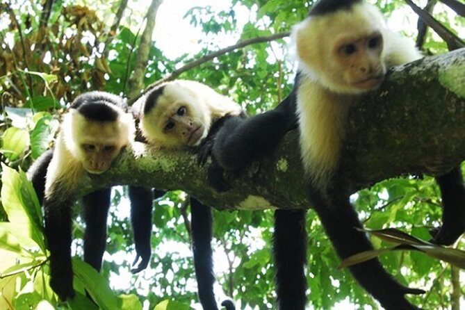 Palo Verde Boat Safari - An In-Depth Look at the Palo Verde Boat Safari Experience