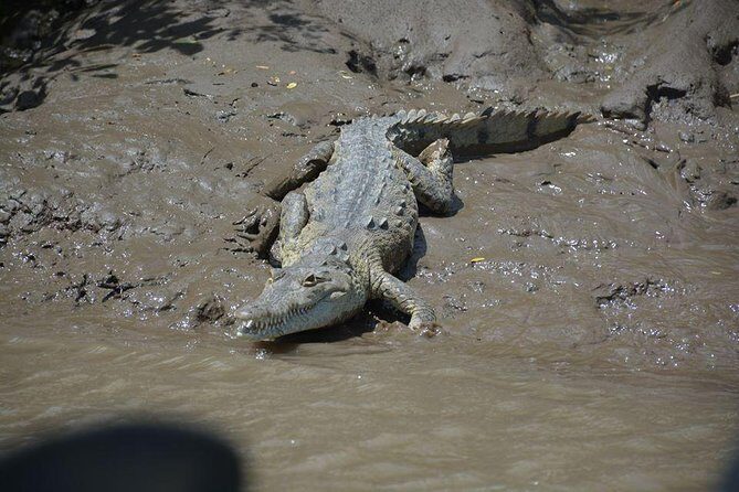 Palo verde Boat Tour from Playa Flamingo - Starting Point and Transportation