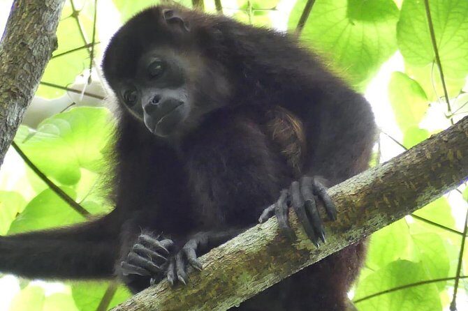 Palo Verde Jungle Boat Tour, Guaitil Pottery & Lunch - Who Will Love This Tour?