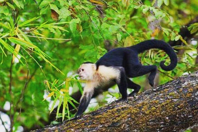 Palo Verde Jungle Boat Tour, Guaitil Pottery & Lunch - An In-Depth Look at the Palo Verde Jungle Boat Tour and Cultural Experience