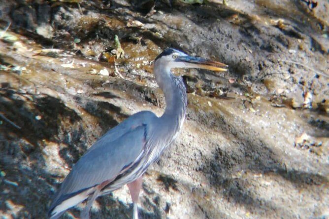 Palo Verde National Park boat and wildlife tour one day tour - Key Points