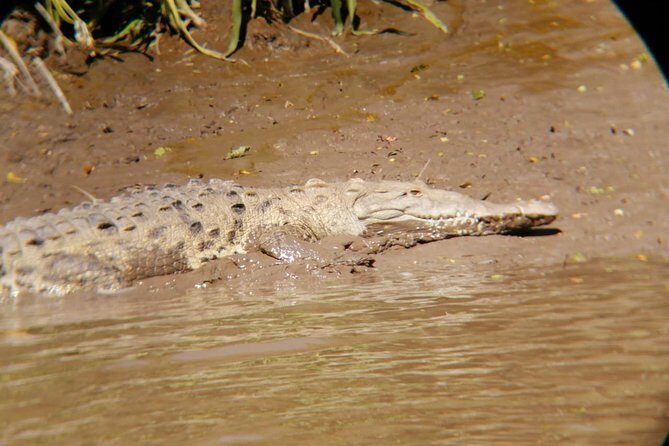 Palo Verde National Park boat and wildlife tour one day tour - Transportation, Timing, and Value