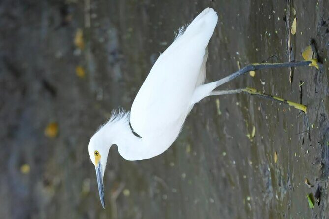 Palo Verde National Park Safari Boat Tour - Who Should Consider This Tour?