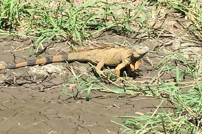 Palo verde National Park Safari & Ceramic Pottery Cultural demo - Who Is This Tour Best For?