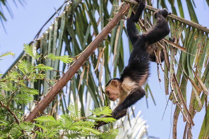 Palo verde river cruise, sugarcane liquor and cultural combo tour. - Who Should Book This Tour?