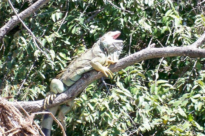 Palo Verde Riverboat Tour - FAQ