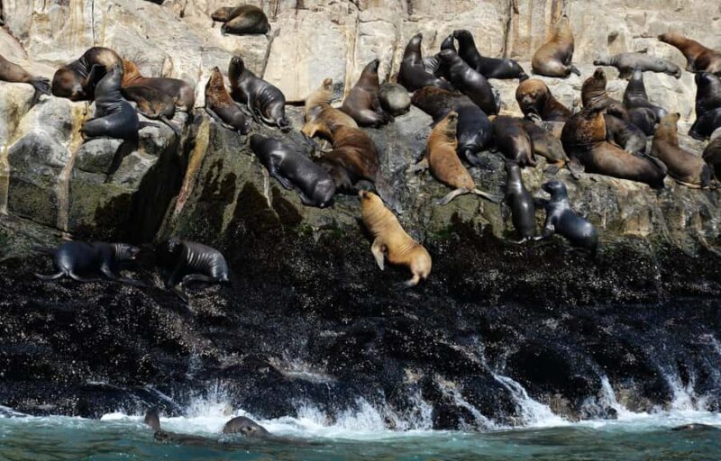 Palomino Islands Yacht Tour and swim alongside the sea lions - Who’s It Best For?