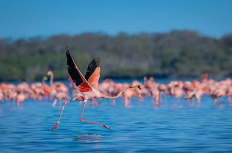 Palomino: Sanctuary of Flamingos Day Tour - Key Points