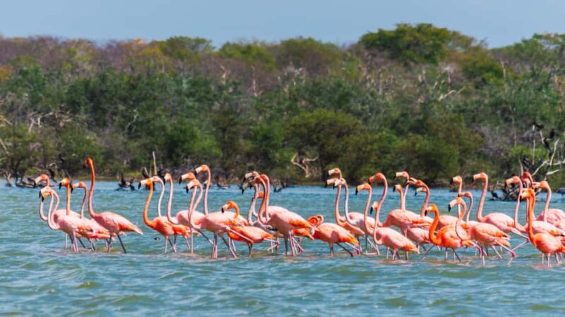 Palomino: Sanctuary of Flamingos Day Tour - Final Thoughts