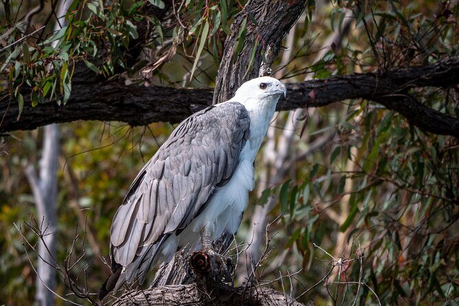 Pambula River Kayaking Tour - An In-Depth Look at the Pambula River Kayaking Tour