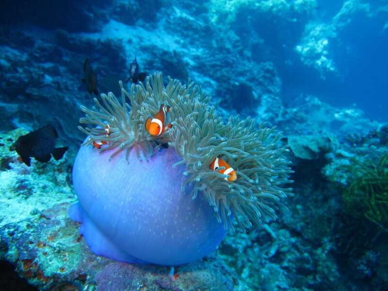 Pamilacan island: Dolphins, snorkel, lunch and walking tour - FAQ