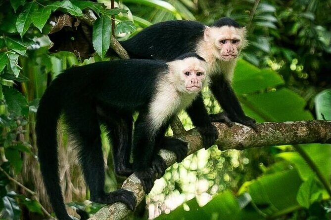 Panama Canal Jungle Boat Explorer Private Tour - Key Points