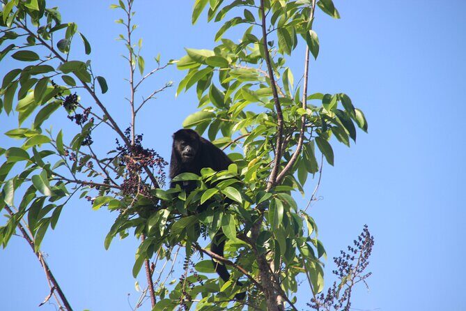 Panama Canal Jungle Boat Explorer Private Tour - Potential Drawbacks and Considerations