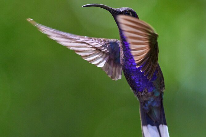 Panama Canal Jungle Boat Explorer Private Tour - Authentic Experiences and Reviews