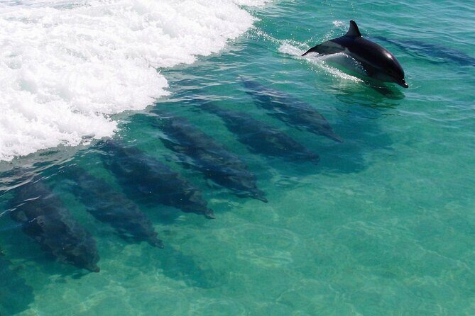 Panama City Beach Dolphin Cruise - A Detailed Look at the Panama City Beach Dolphin Cruise