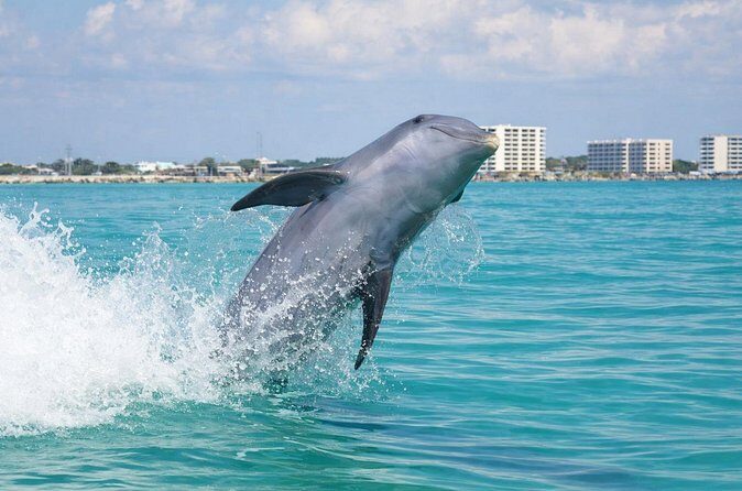 Panama City Beach Dolphin Cruise - Final Thoughts: Is It Worth It?